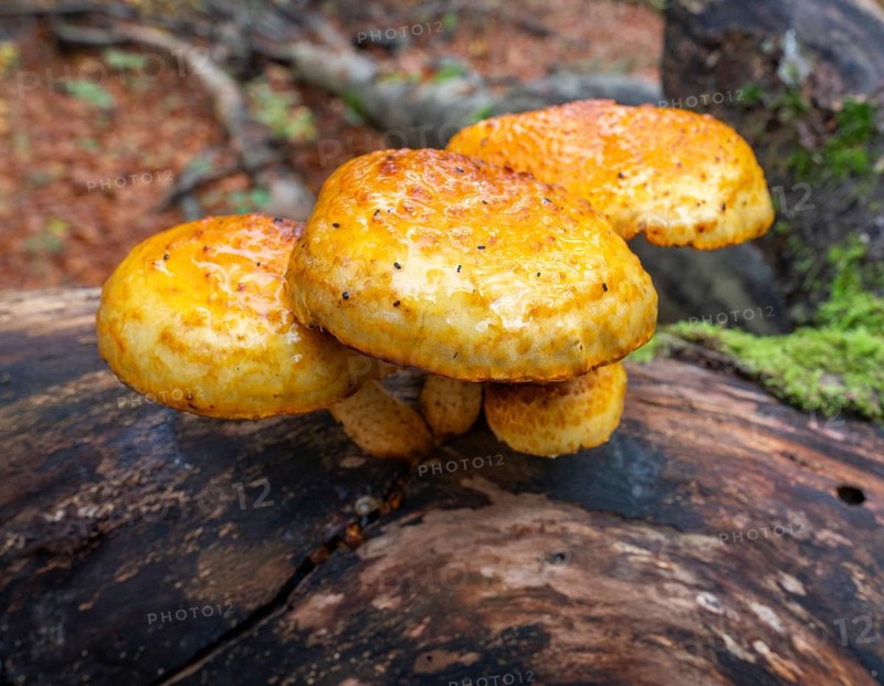 Goldfell Schüppling (Pholiota aurivella), fruiting body on a dead trunk of a copper beech (Fagus sylvatica) lying on the ground, dead wood, Hainich National Park, Thuringia, Germany, Europe