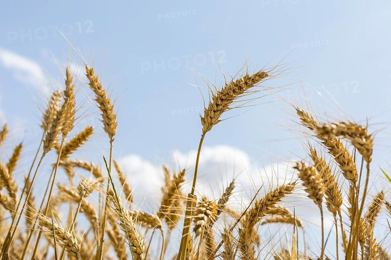Grain field with ripe ears of wheat (triticum) in front of a blue sky, Riesa, Saxony, Germany, Europe