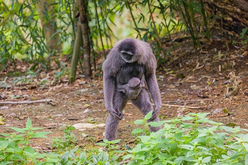 A female silver gibbon (Hylobates moloch) or Java gibbon walks across the forest floor with her baby in her arms