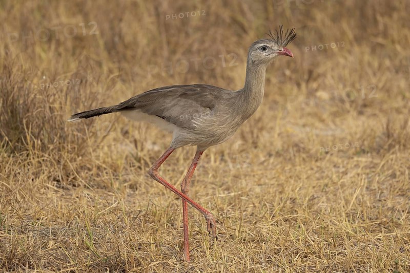 Red-footed seriema (Cariama cristata), grass savannah, Pantanal, Brazil, South America