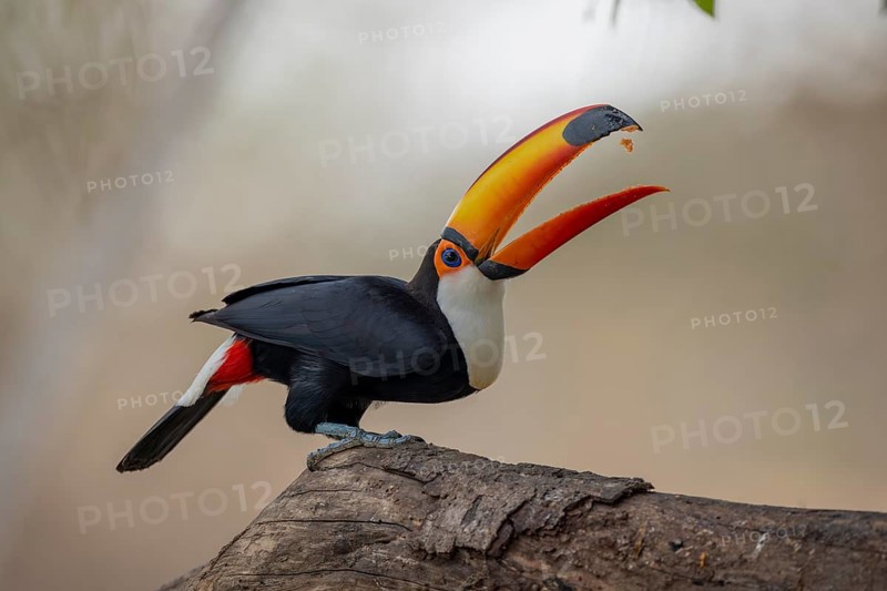 Giant toucan (Ramphastos toco), throws up food, Pantanal, Brazil, South America