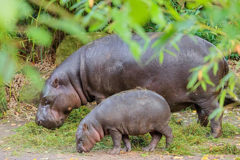 A baby pygmy hippopotamus and its mother (Choeropsis liberiensis) eating grass at a feeding site