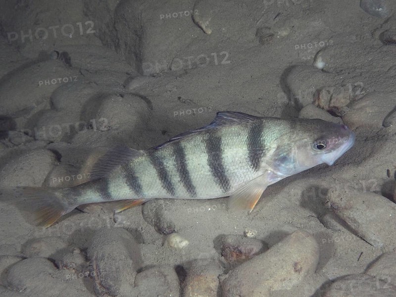 Striped fish, perch (Perca fluviatilis), perch, lying quietly on the sandy bottom, dive site Ermitage, Küsnacht, Lake Zurich, Canton Zurich, Switzerland, Europe