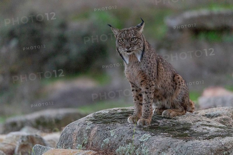 Lynx pardinus, male, sitting on stone, background far away, Sierra de Andujar, Andalusia, Spain, Europe