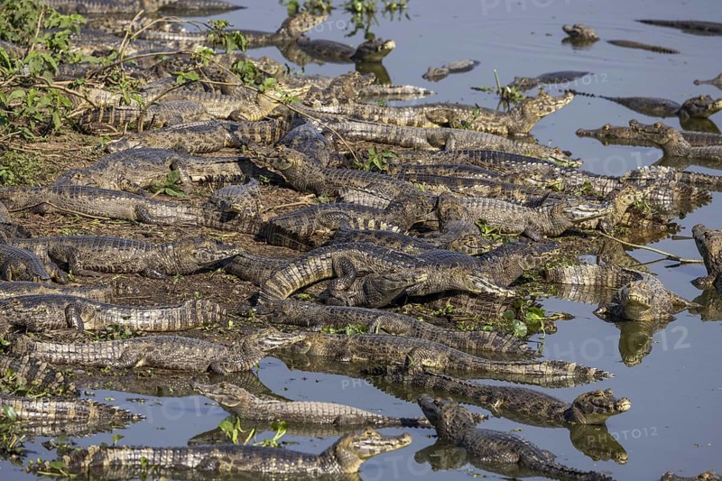 Spectacled caiman (Caiman yacare), large aggregation, lake at the Pantaneira, main road through the Pantanal, Pantanal, Brazil, South America