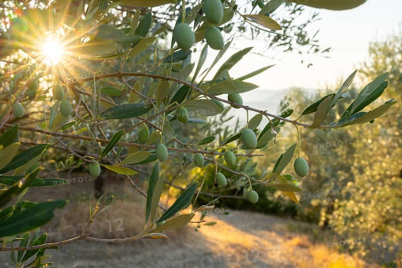 Olives growing on a tree at sunrise, Chianti Region, Tuscany, Italy, Europe