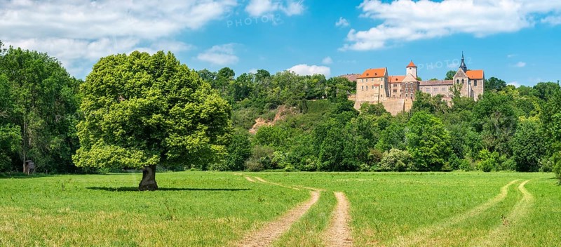 Field path through landscape in the Saale valley near Naumburg in spring, in front a solitary lime tree in bloom, behind Goseck Castle, Naumburg, Saxony-Anhalt, Germany, Europe