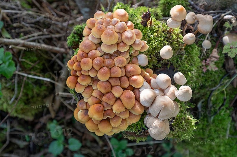 Kuehneromyces mutabilis (Kuehneromyces mutabilis) and Mycena zephirus (Mycena zephirus) on a tree stump, Bavaria, Germany, Europe