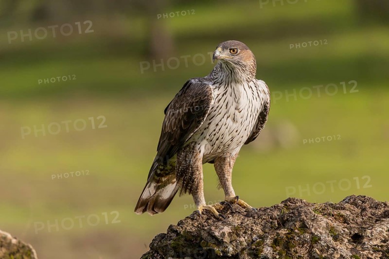 Bonelli's eagle (Aquila fasciata), on stone, Sierra Morena, Andalusia, Spain, Europe