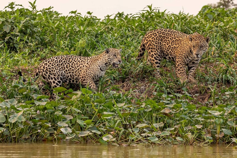 Jaguar (Panthera onca), 2 males in riparian vegetation, Pantanal, Brazil, South America