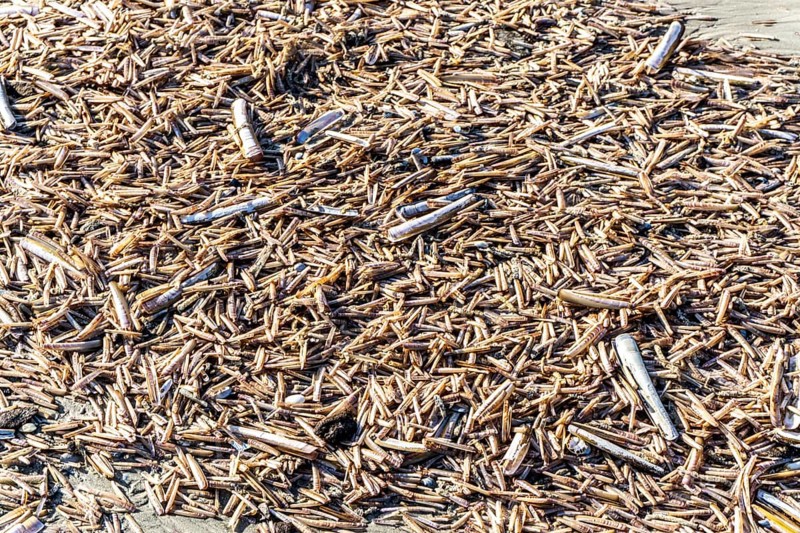 The East Frisian North Sea island of Juist in winter, many large and small American razor clams, Ensis directus, washed up on the beach, dead, empty, were brought to Northern Europe from North America by ships in the 1970s, Lower Saxony, Germany, Europe