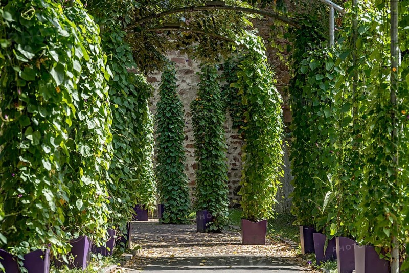Pergola with showy bindweed (Ipomoea) in pots to the bee market Passage through medieval city walls, historic old town, Michelstadt, Odenwald, Hesse, Germany, Europe