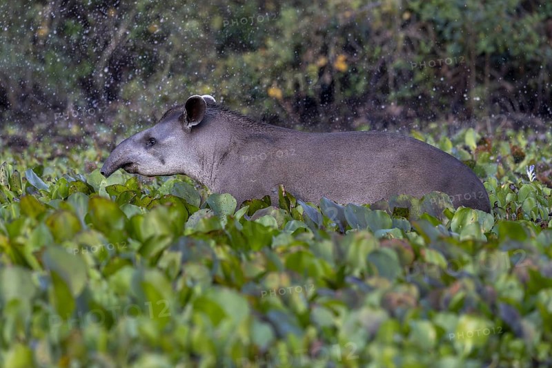 Lowland tapir (Tapirus terrestris), running between floating plants, Rio Claro, Pantanal, Brazil, South America