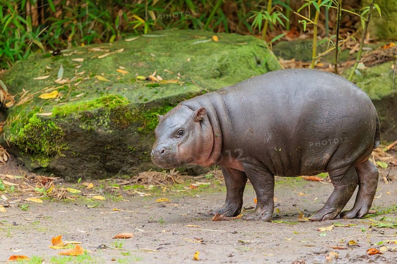 A baby pygmy hippopotamus (Choeropsis liberiensis) stands on a riverbank