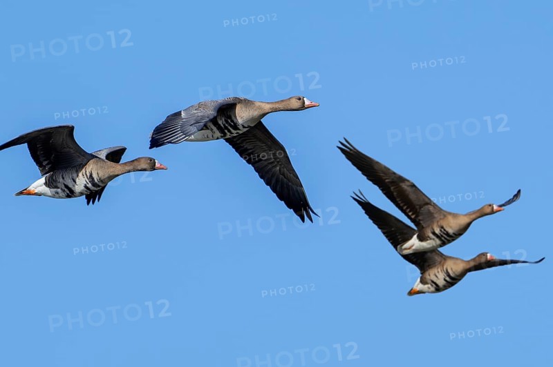 Flock of migrating greater white-fronted geese (Anser albifrons) in flight against blue sky in winter