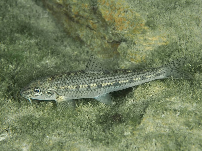 A grey fish, gudgeon (Gobio gobio), resting on a rock covered with algae, dive site Zollbrücke, Rheinau, Canton Zurich, Rhine, High Rhine, Switzerland, Germany, Europe