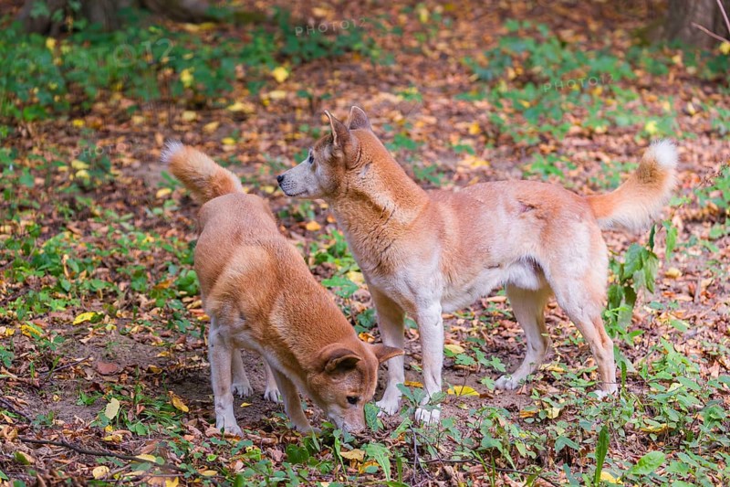 Two New Guinea singing dog or New Guinea Highland dog (Canis hallstromi) (Canis dingo hallstromi, Canis familiaris) standing in the forest watching and sniffing something