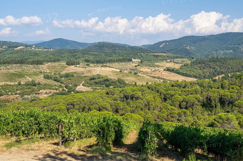 Tuscan landscape, country estate with vineyards, forests, olive trees and cypresses in Chianti, Chianti Region, Tuscany, Italy, Europe
