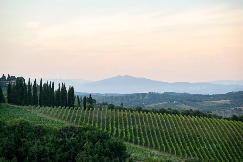Tuscan landscape next to greve in Chianti and Montefioralle, country estate with vineyards, forests, olive trees and cypresses in Chianti, sunset, Chianti Region, Tuscany, Italy, Europe