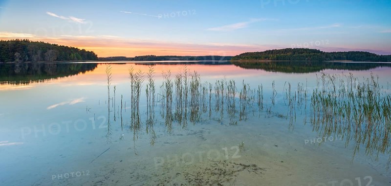 Lake Fürstensee with reeds at sunset, Müritz National Park, Fürstensee, Mecklenburg-Western Pomerania, Germany, Europe