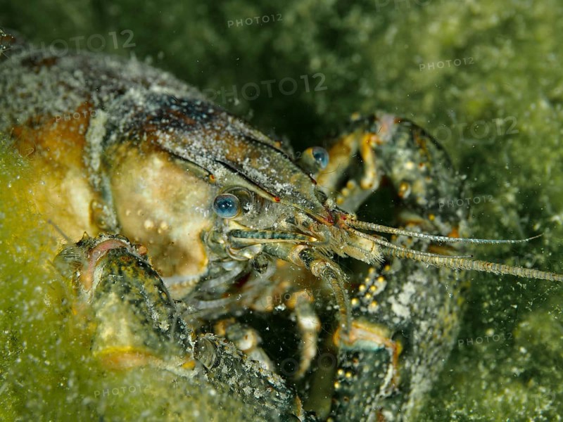 Close-up of crayfish (Faxonius limosus), American crayfish, invasive species, surrounded by green algae, dive site Riff Williams, Herrliberg, Lake Zurich, Canton Zurich, Switzerland, Europe