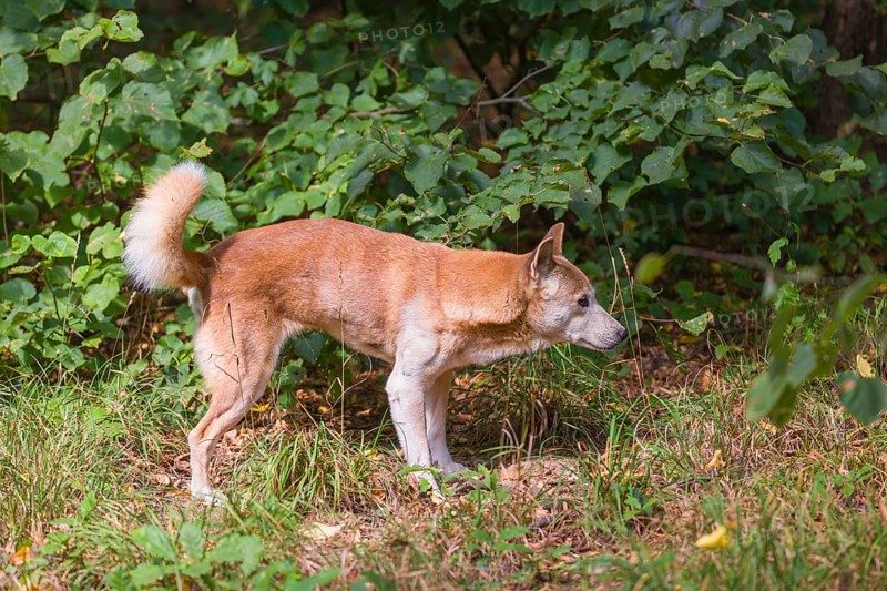 One New Guinea singing dog or New Guinea Highland dog (Canis hallstromi) (Canis dingo hallstromi, Canis familiaris) standing on a meadow in front of a bush, urinating