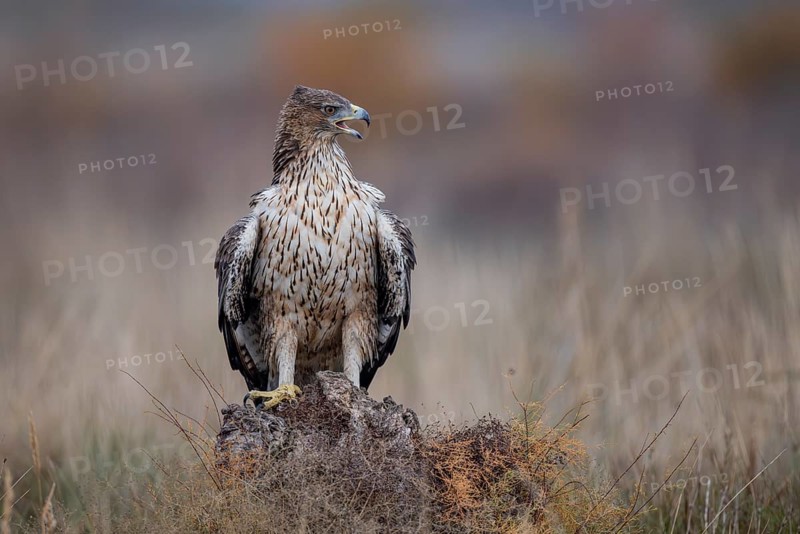 Bonelli's eagle (Aquila fasciata), on tree stump, La Mancha, Spain, Europe