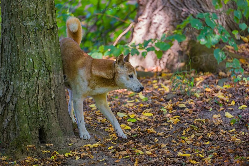 One New Guinea singing dog or New Guinea Highland dog (Canis hallstromi) (Canis dingo hallstromi, Canis familiaris) marks its territory in a forest