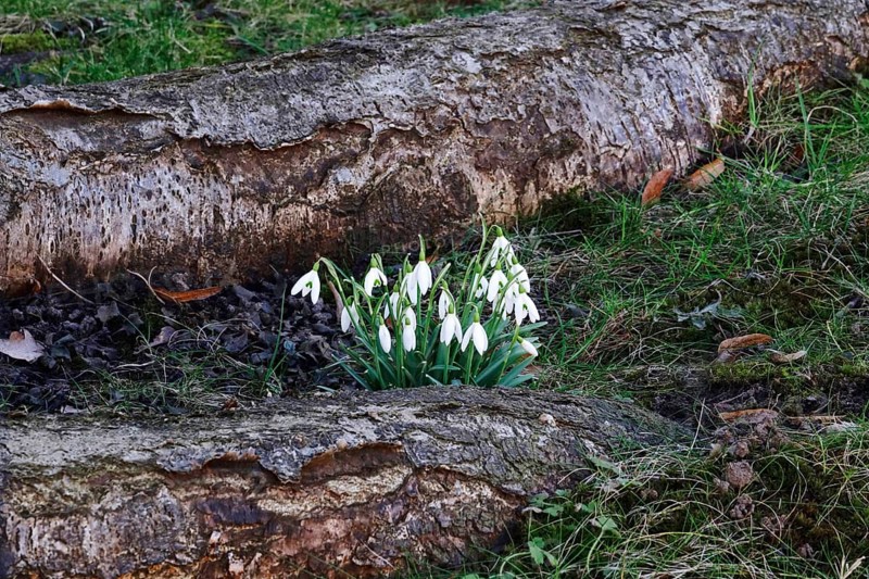 Snowdrops (Galanthus), February, Germany, Europe