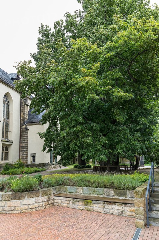 Very old summer lime tree (Tilia platyphyllos) in the churchyard of the Emmaus Church in Kaditz, Kaditzer Lime tree is the oldest tree in Dresden, Saxony, Germany, Europe