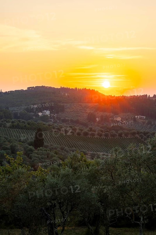 Tuscan landscape at sunset, country estate with olive trees in Chianti, Chianti Region, Tuscany, Italy, Europe