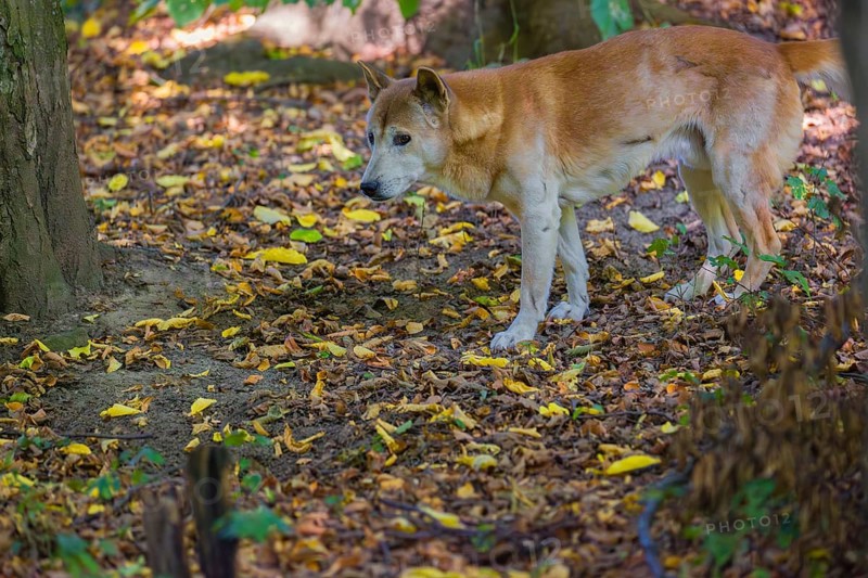 One New Guinea singing dog or New Guinea Highland dog (Canis hallstromi) (Canis dingo hallstromi, Canis familiaris) standing in the forest sniffing something