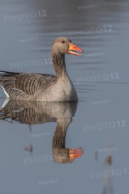 Greylag goose (Anser anser) swimming on a pond in a nature reserve. Lower Rhine, Alsace, France, Europe