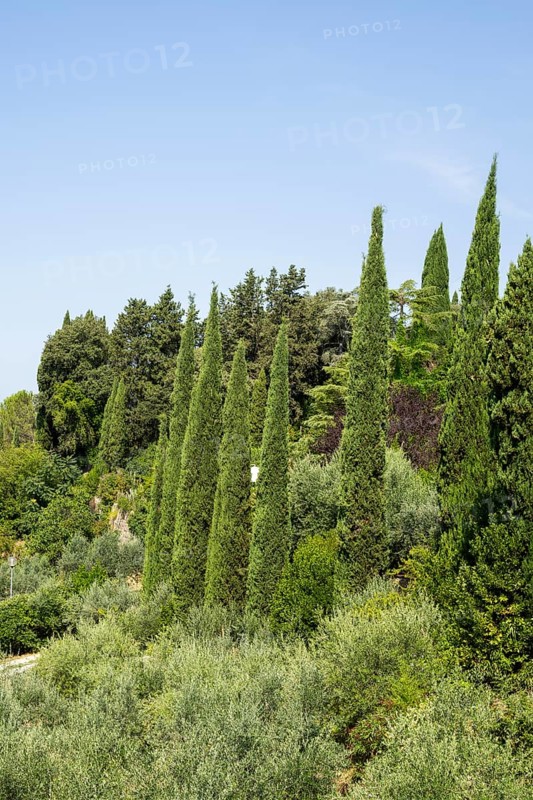 Tuscan landscape, country estate with vineyards, forests, olive trees and cypresses in Chianti, Chianti Region, Tuscany, Italy, Europe