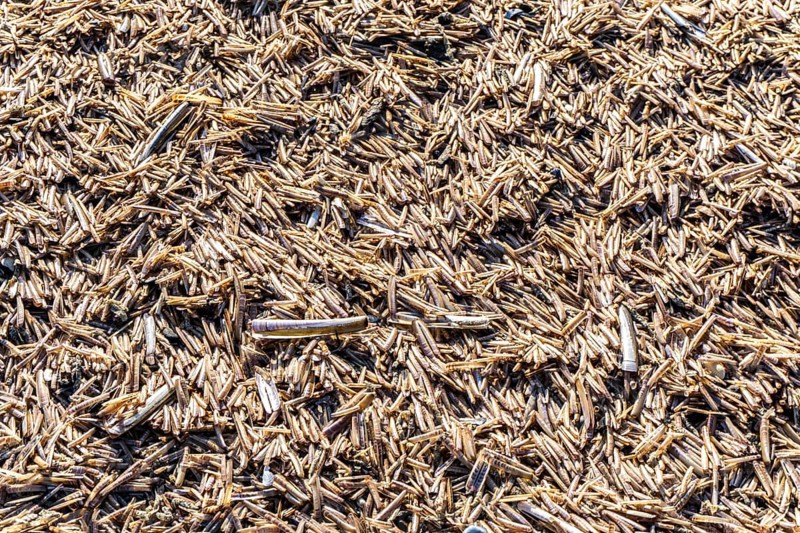 The East Frisian North Sea island of Juist in winter, many large and small American razor clams, Ensis directus, washed up on the beach, dead, empty, were brought to Northern Europe from North America by ships in the 1970s, Lower Saxony, Germany, Europe