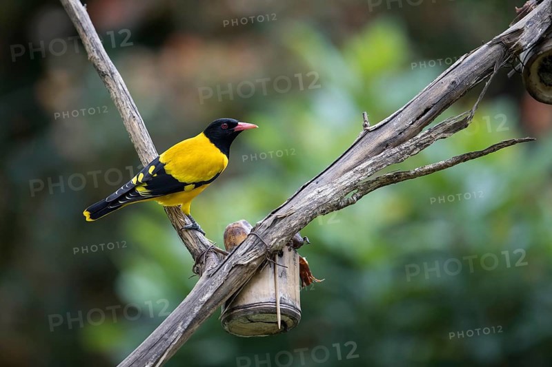 Black-headed oriole (Eurasian Golden Oriole xanthornus), Kaeng Krachan National Park, Thailand, Asia