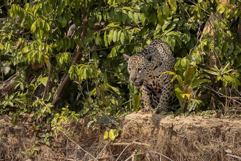 Jaguar (Panthera onca), upper edge of steep bank, Pantanal, Brazil, South America