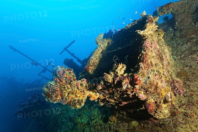 Ship superstructure with spiny oyster (Spondylus varius), hatch, deck, British Loyalty, wreck, shipwreck, torpedoed on 09.03.1944 by U-183, heavily damaged, self-sunk on 15.01.1946, Indian Ocean, Addu Atoll also Senu Atoll, Maldives, Asia