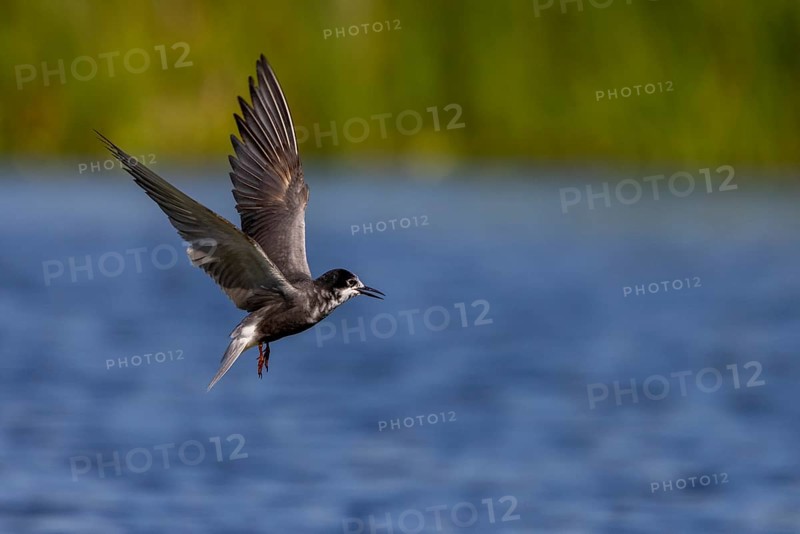 Black Tern (Chlidonias niger), in flight, Danube Delta, Romania, Europe
