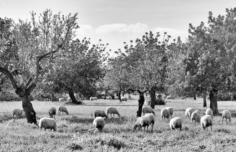 Almond blossom, almond trees, plantation, sheep, flock of sheep, Santa Maria del Camí, Calvià, black and white, Majorca, Balearic Islands, Balearic Islands, Spain, Europe