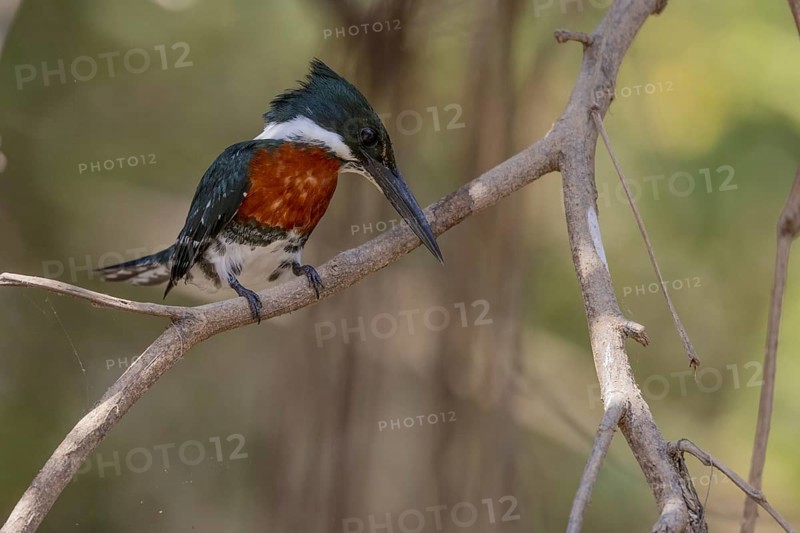 Amazon Kingfisher (Chloroceryle amazona), m, on branch, Pantanal, Brazil, South America