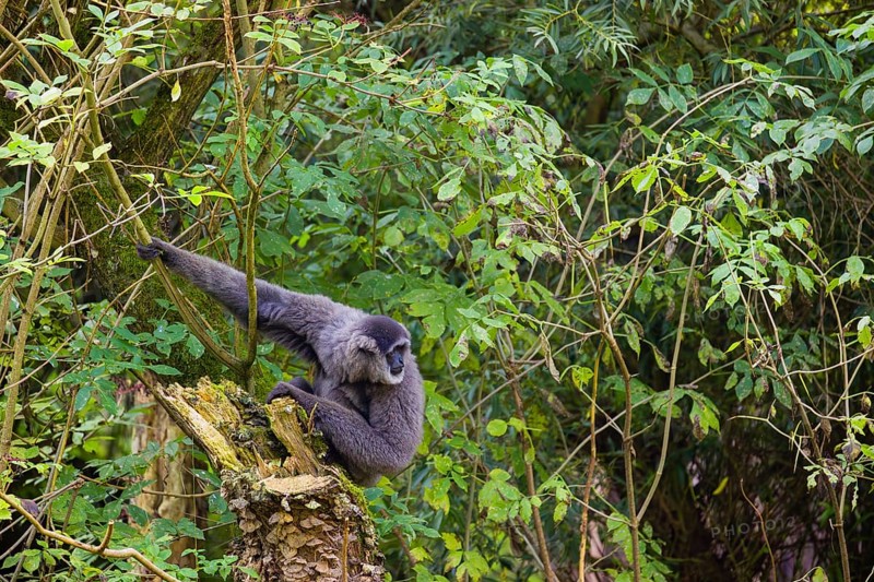 One silvery gibbon (Hylobates moloch), or Javan gibbon sits on a broken tree trunk in dense green bushes