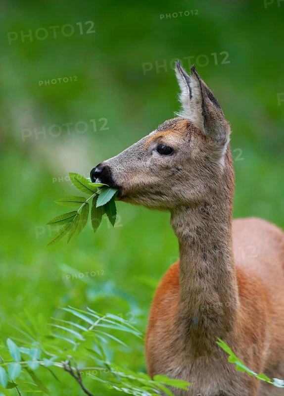 Roe deer (Capreolus capreolus), doe eating leaves of a rowan, mountain ash (Sorbus aucuparia), Germany, Europe