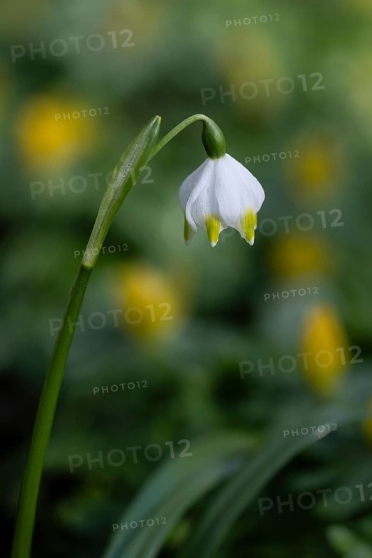 Spring snowflake (Leucojum vernum), Emsland, Lower Saxony, Germany, Europe