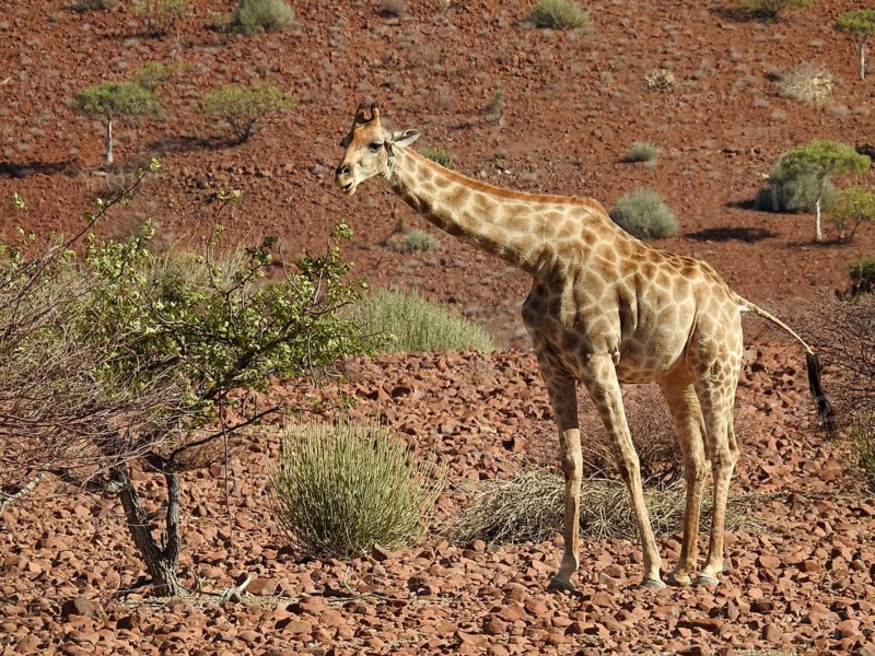 A giraffe stands next to a tree in a dry, red desert landscape, Giraffe (Giraffa Camelopardalis), Damaraland, Namibia, Africa