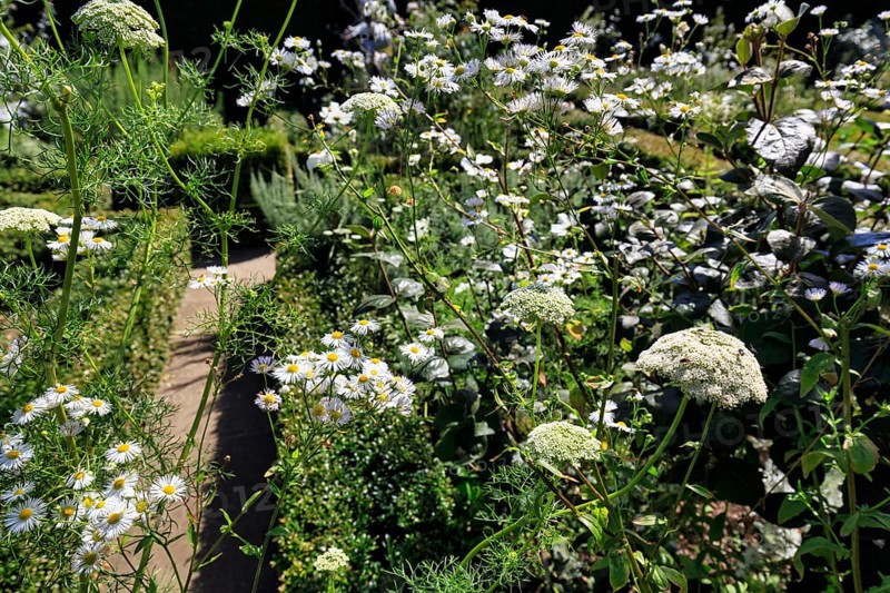 The White Garden, white flowers, sea of flowers, gardens, Sissinghurst Castle and Garden, Cranbrook, Kent, England, Great Britain