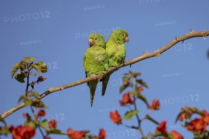 Yellow-winged Parakeet (Brotogeris chiriri) or Canary-winged Parakeet, pair, Pantanal, Brazil, South America