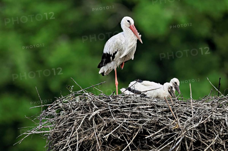 White stork (Ciconia ciconia), adult with two chicks standing on eyrie, Canton Aargau, Switzerland, Europe