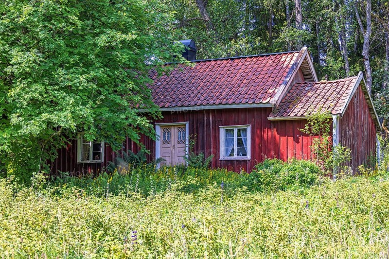 Abandoned red idyllic wooden cottage with an overgrown garden at the edge of the forest in the summer, Sweden, Europe