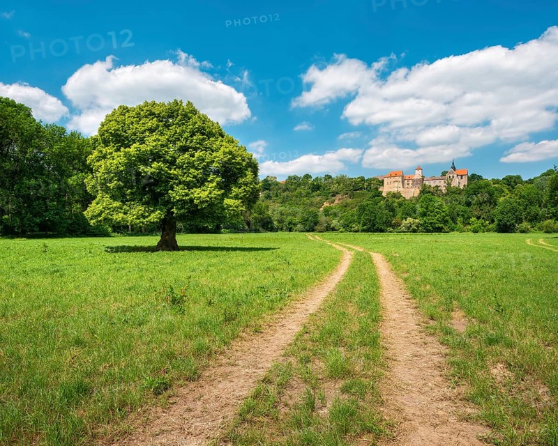 Field path through landscape in the Saale valley near Naumburg in spring, in front a solitary lime tree in bloom, behind Goseck Castle, Naumburg, Saxony-Anhalt, Germany, Europe
